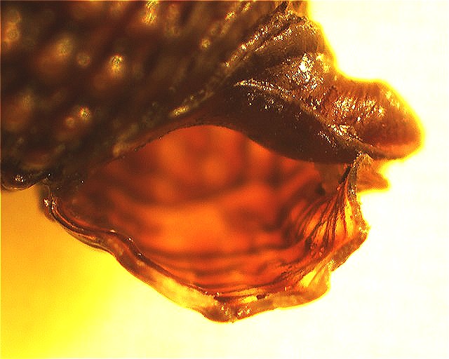 Identificazione di un Triphorinae